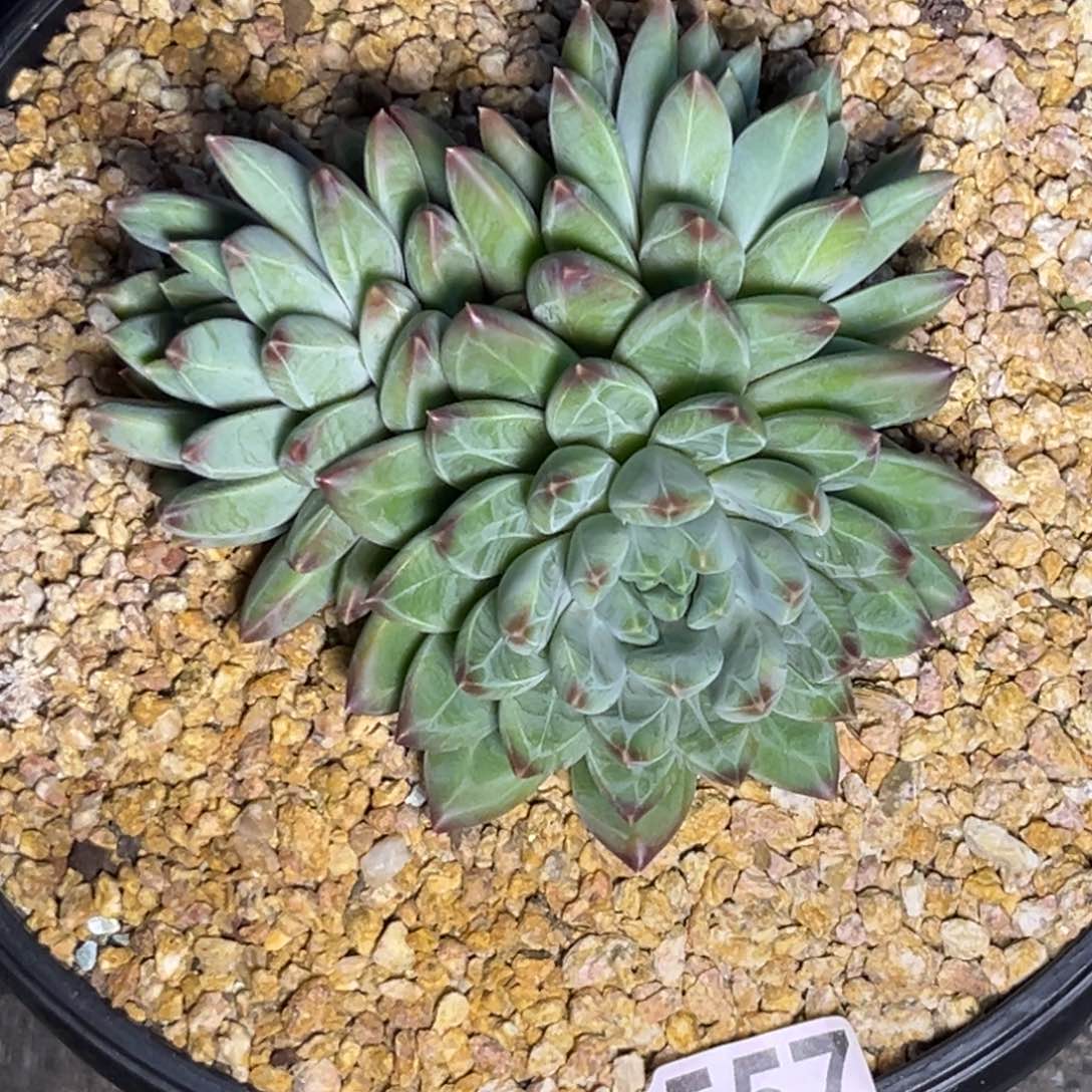 多肉植物557翡翠美人