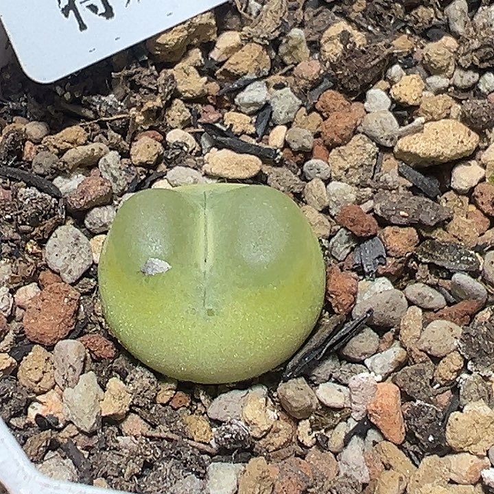 505号拉登1.7厘米