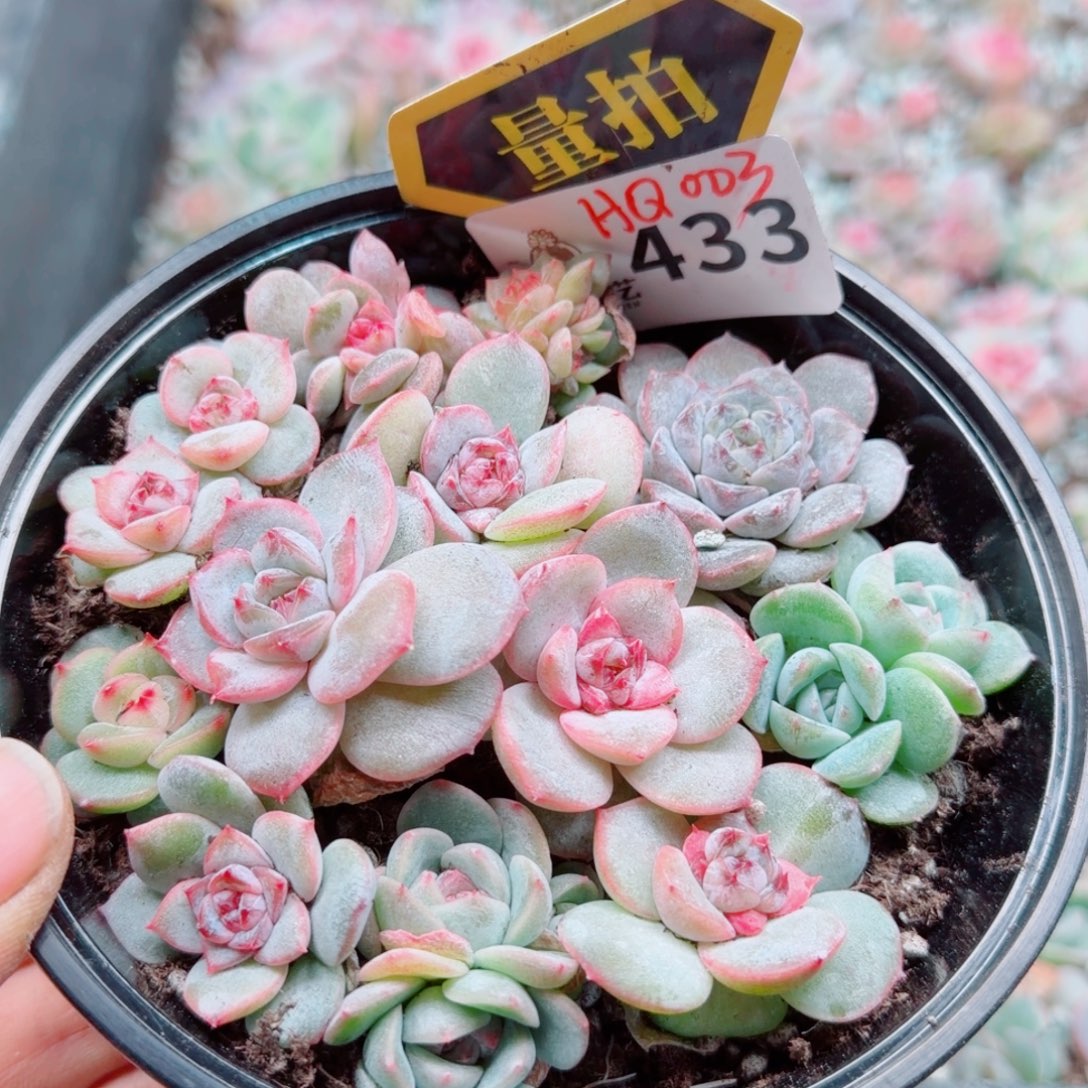 多肉植物多肉植物