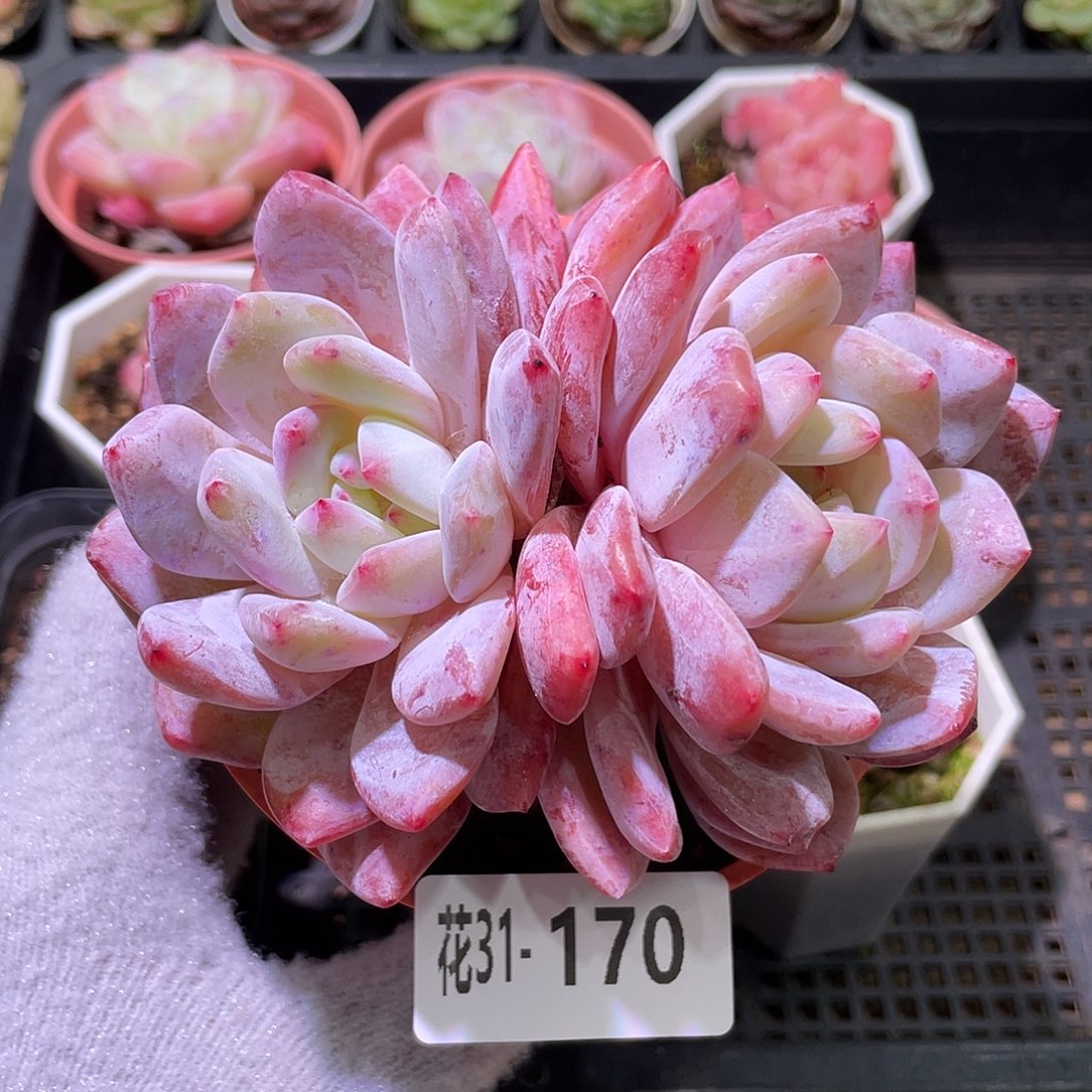 花利美31-170橙梦露