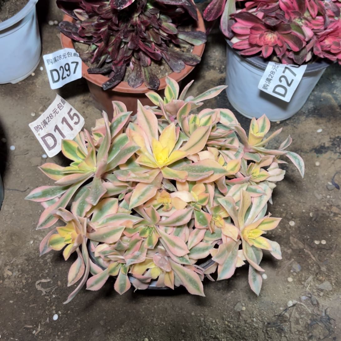 115多肉植物枫叶锦