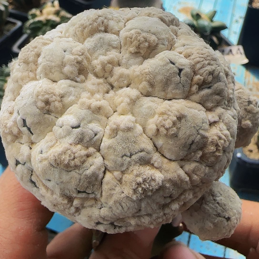 浓白龟甲兜855仙人球