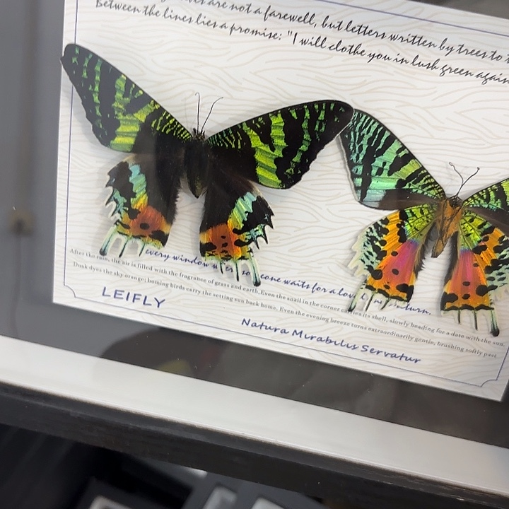 十寸新背景日日同辉