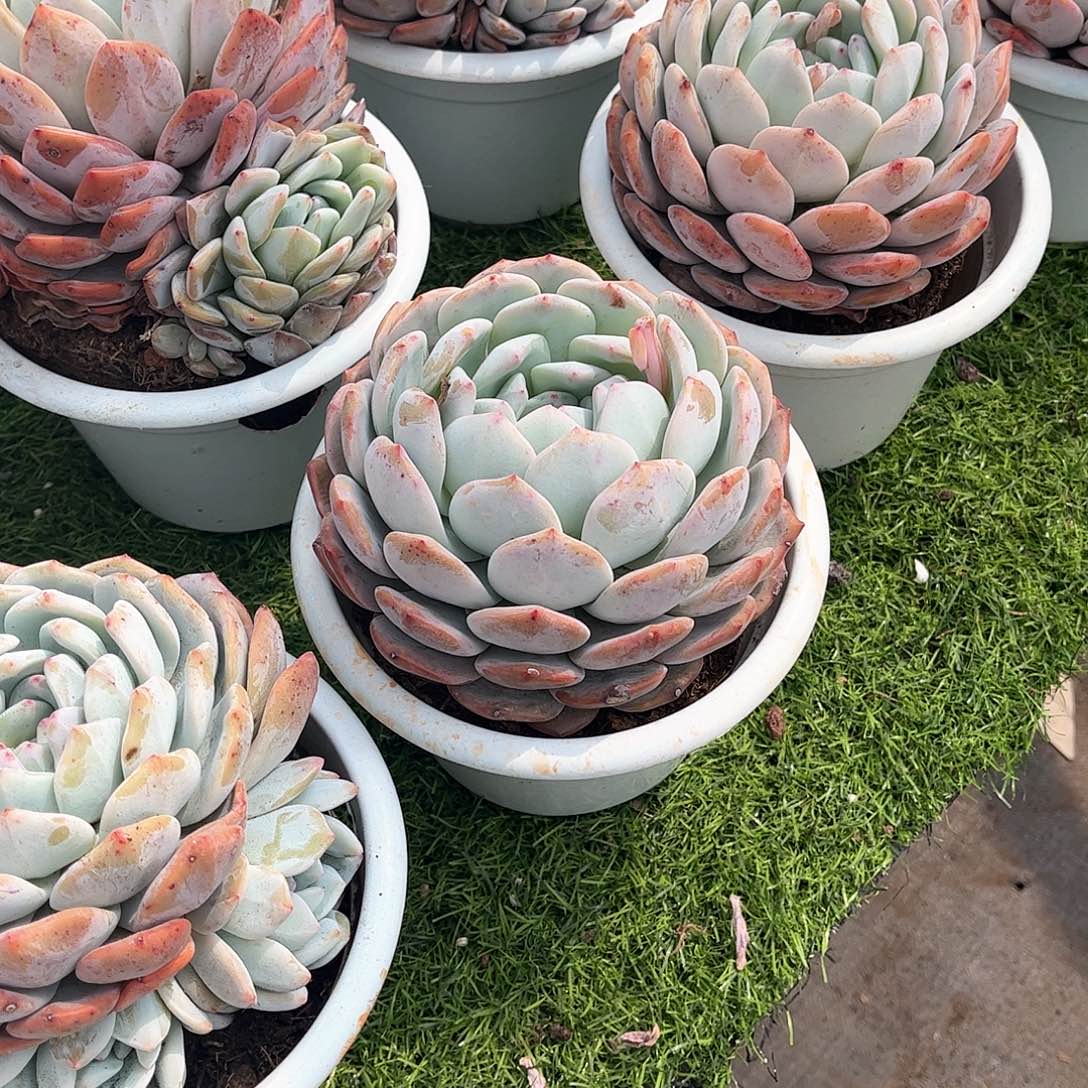 美****?橙多肉植物保护59