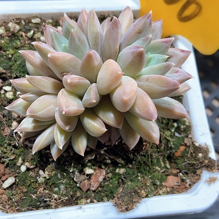 多肉植物梦幻2106