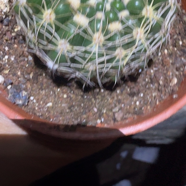 鱼***水无花朵丽花哈哈哈哈哈哈