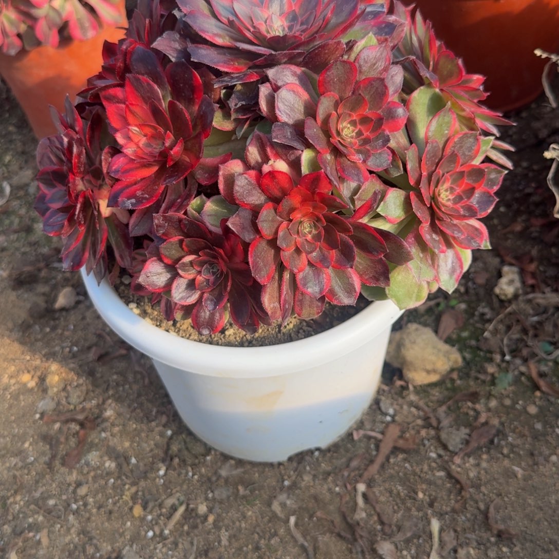 384黑魔锦。多肉植物