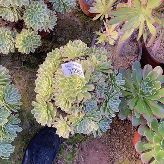 280碧浪多肉植物