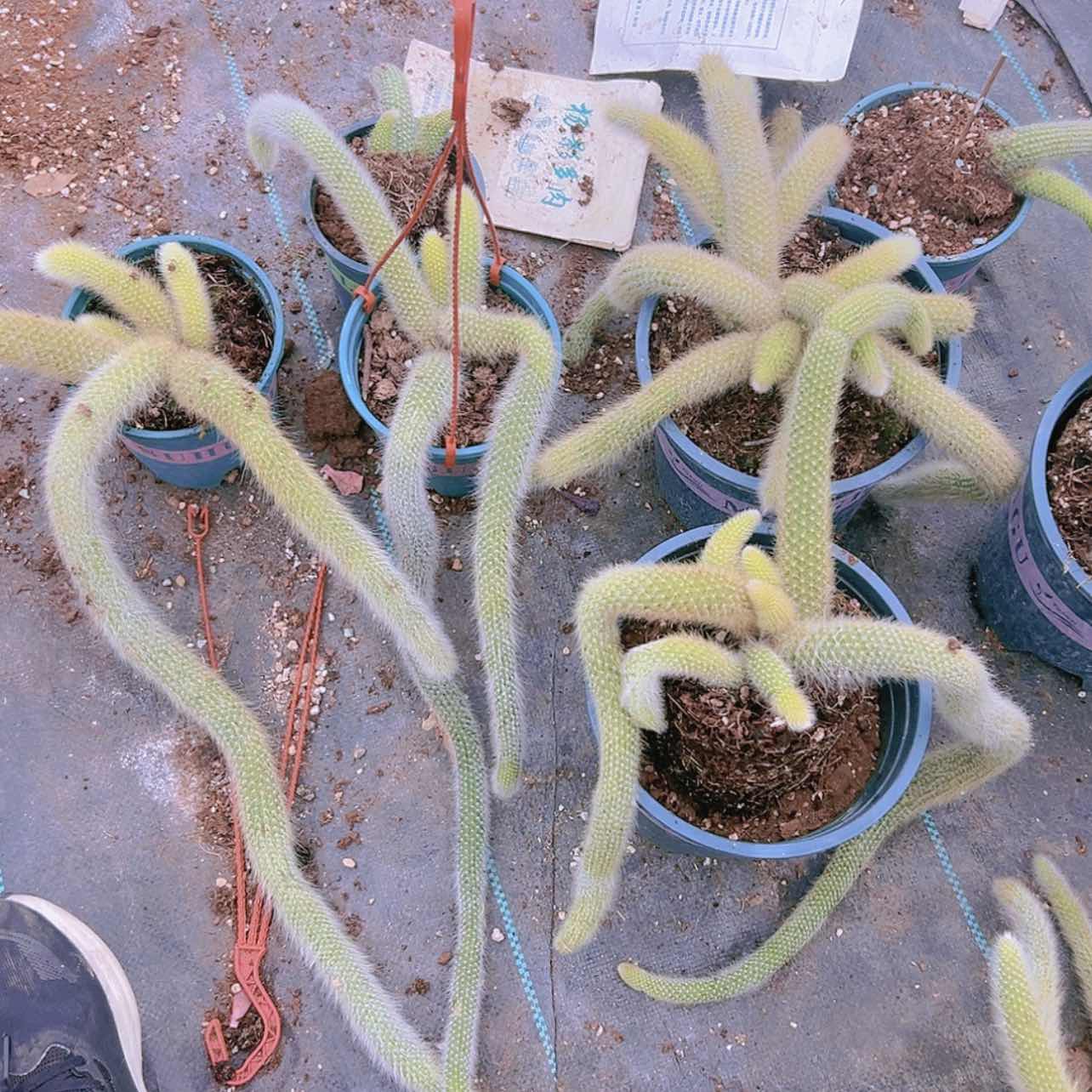 【闪购商品】大群无砍九尾狐16.8