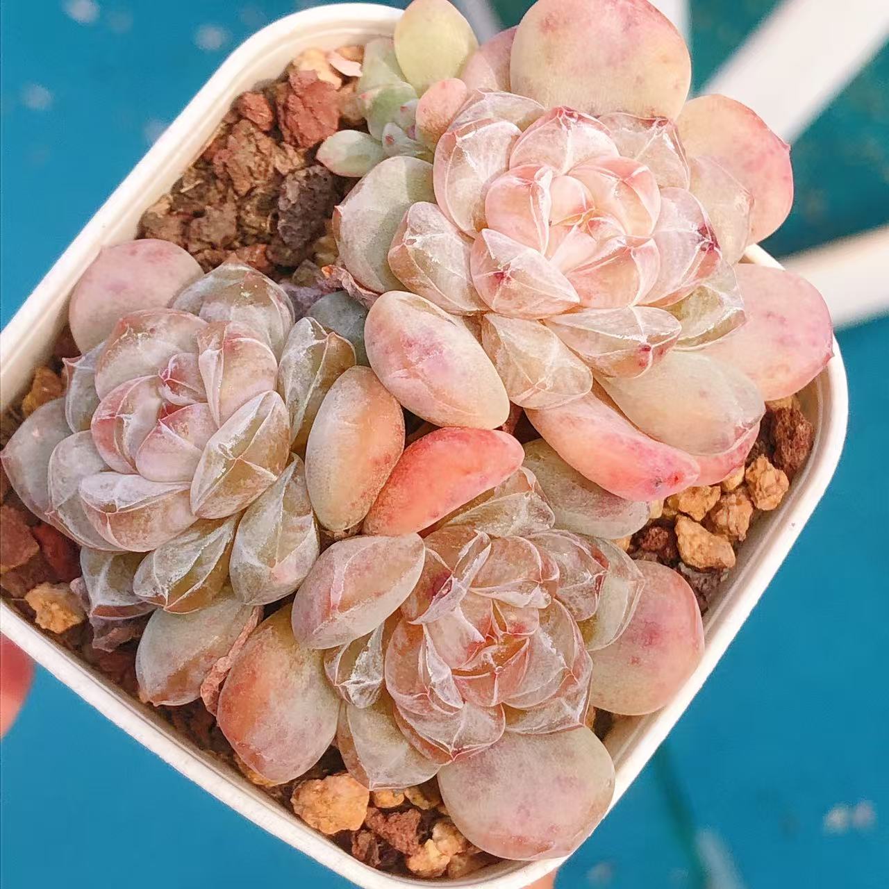 多肉植物  群生阳春白雪一颗（尺寸5左右）满28包邮除偏远