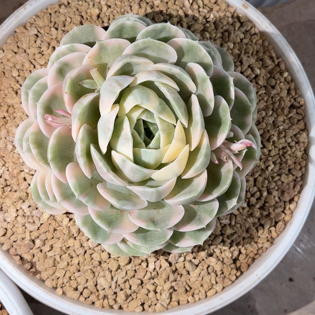 寄养链接发货链接发货