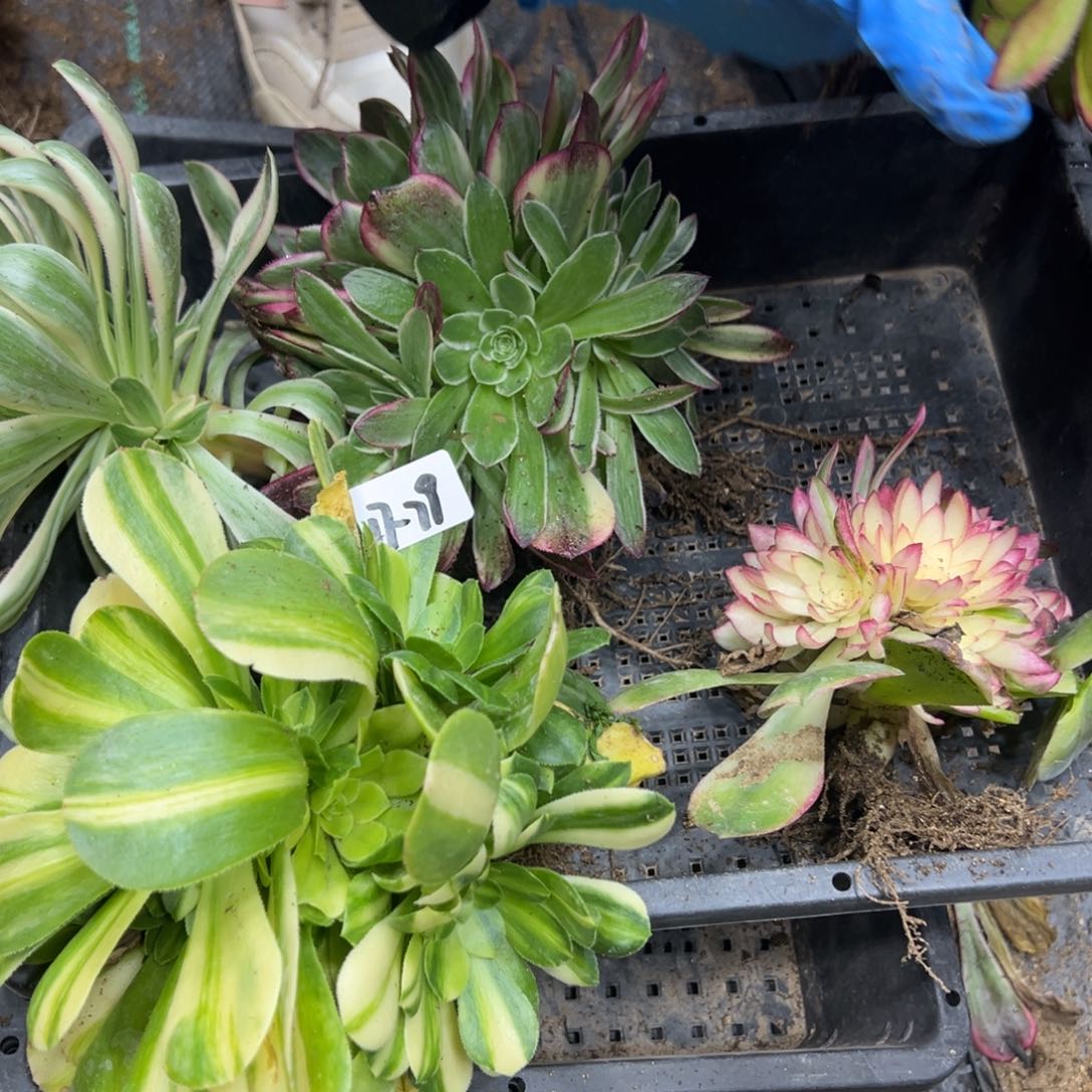 79筐多肉植物直紫