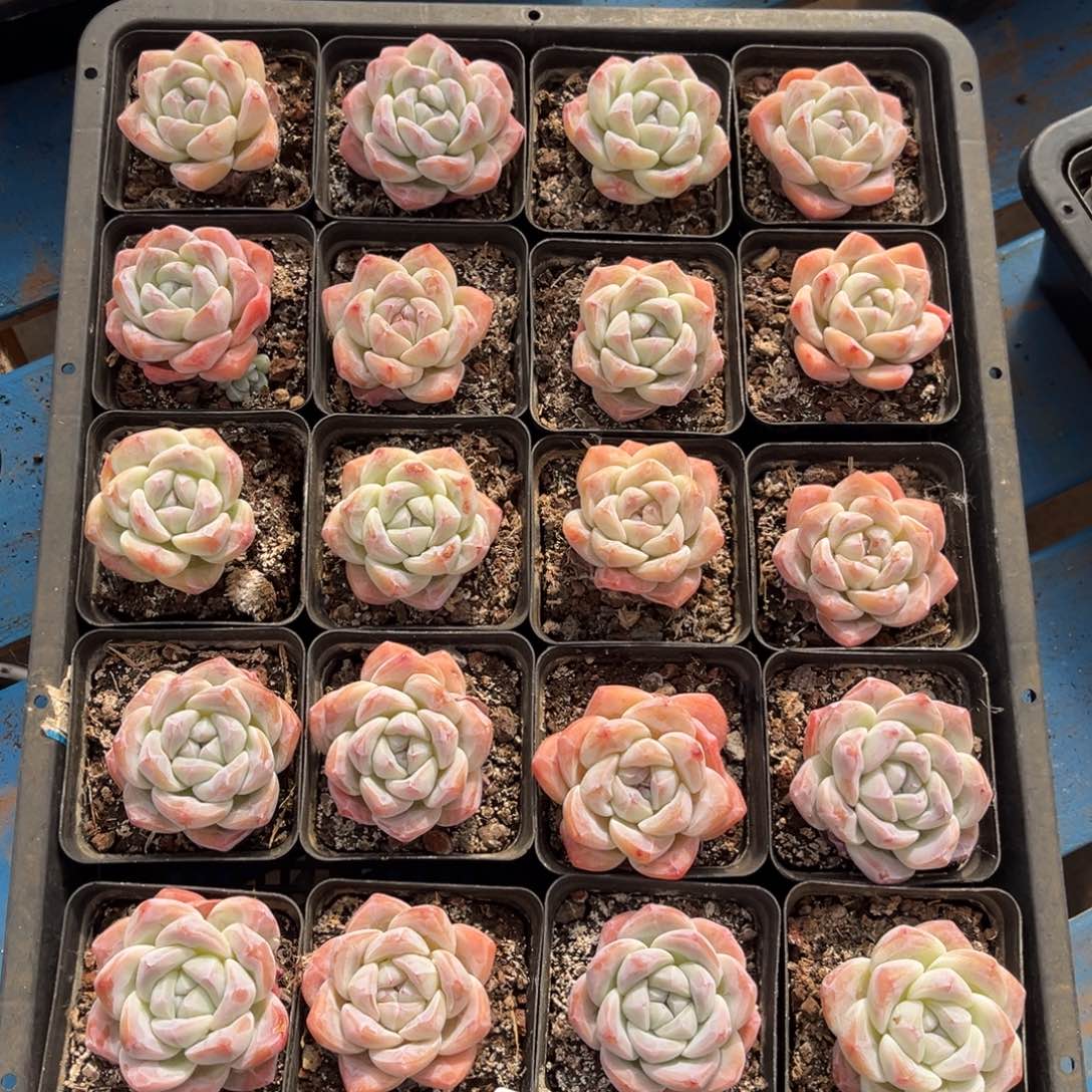 790号新疆西藏内蒙古不包邮的