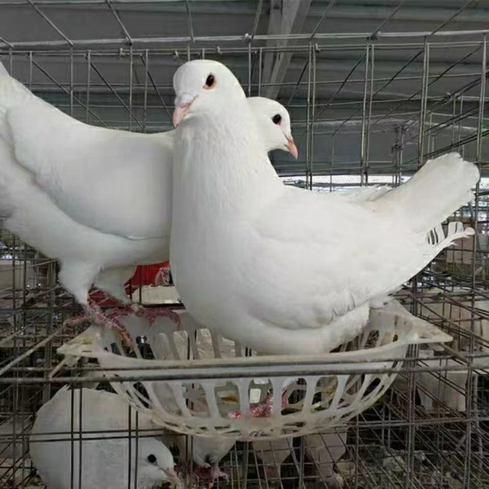 肉鸽鸽子肉米玛斯信鸽直播