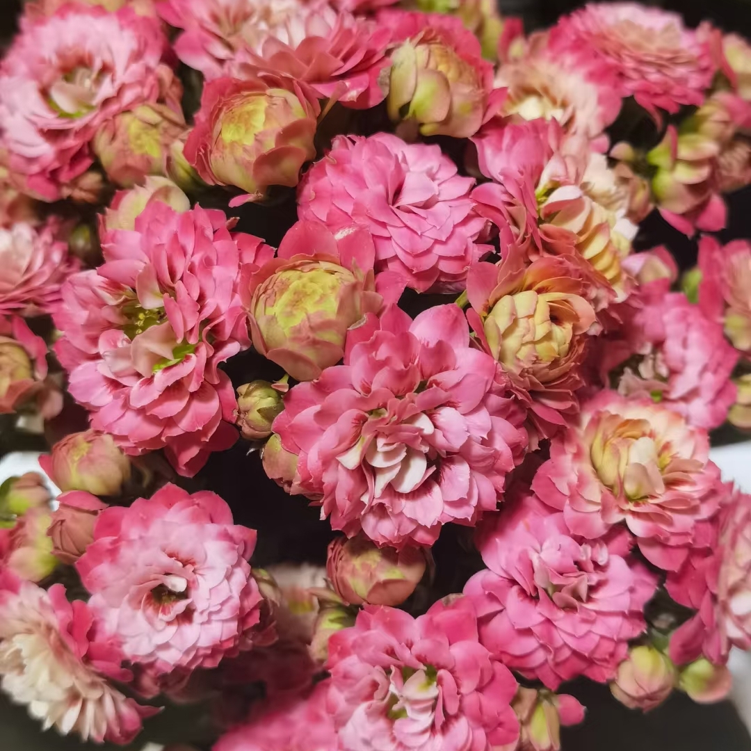 【锦鲤猫】80盆长寿花