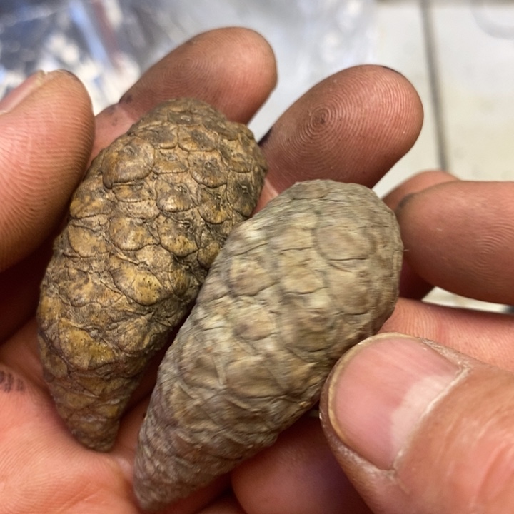 文玩核桃吊坠东北特产137