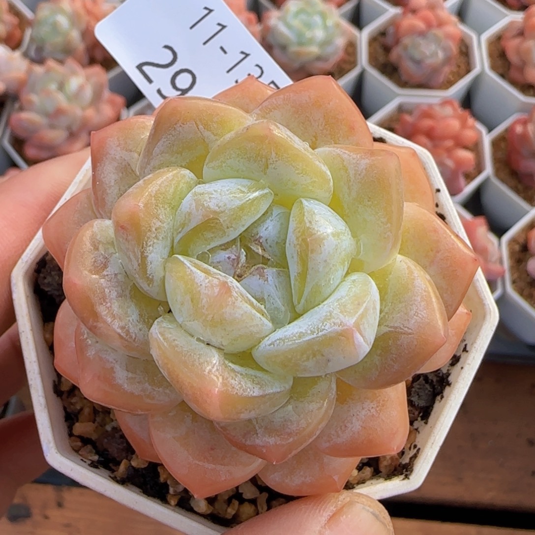 冰玉杂雪莲单头一颗脱土