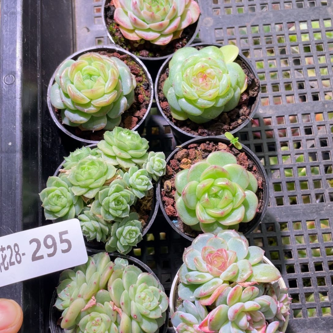 花利美28-295框拍7颗