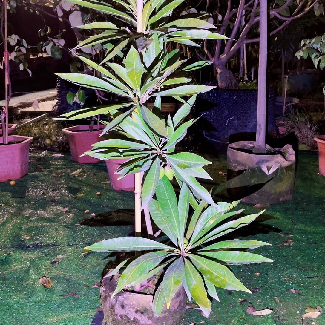 无花朵星*果树栽培技术要点一是