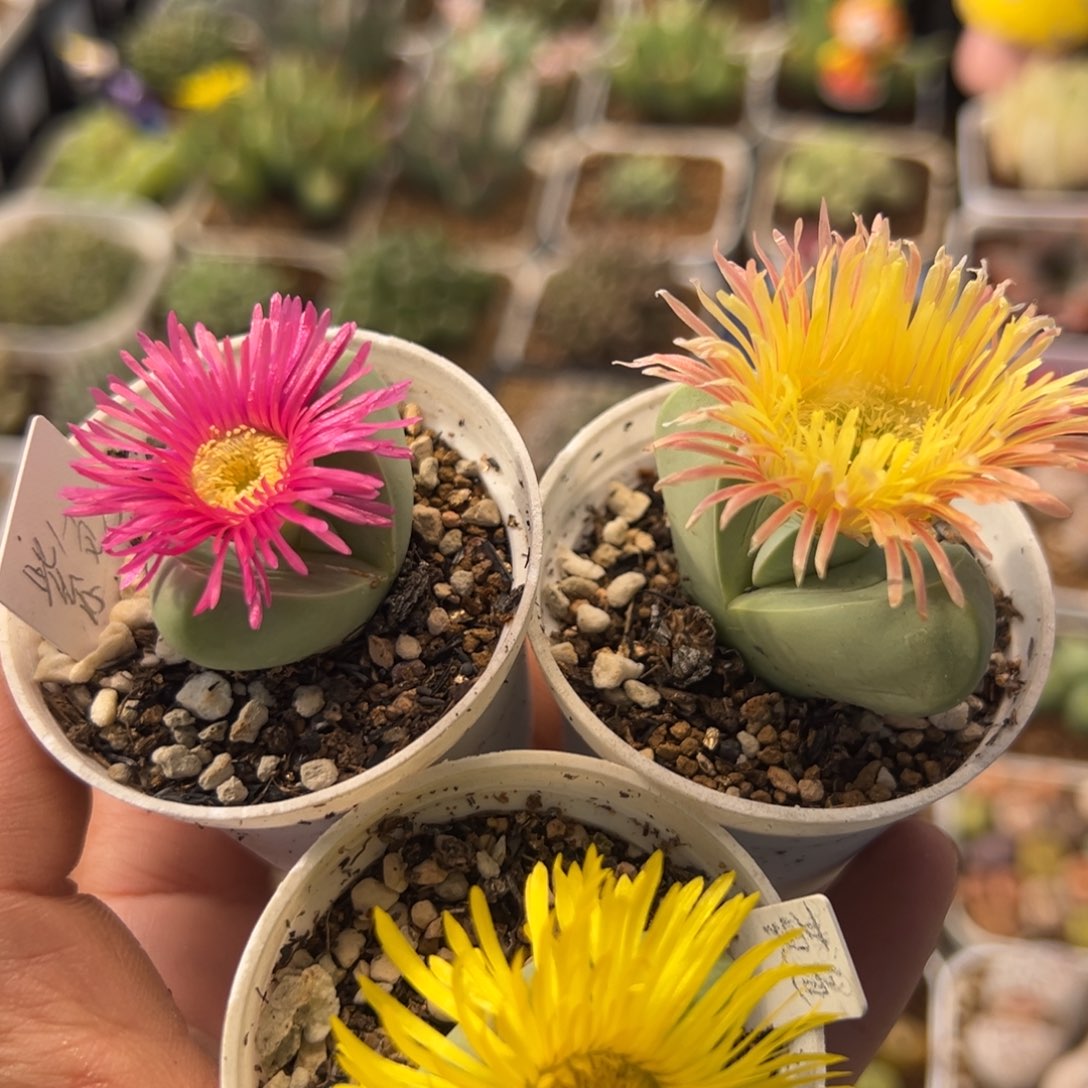 96多肉植物百科植物