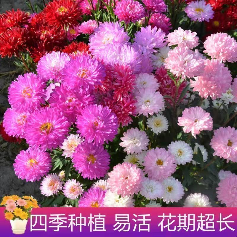 {推荐矮生大花翠菊种子四季阳台盆栽易种易活室外庭院易活花卉种