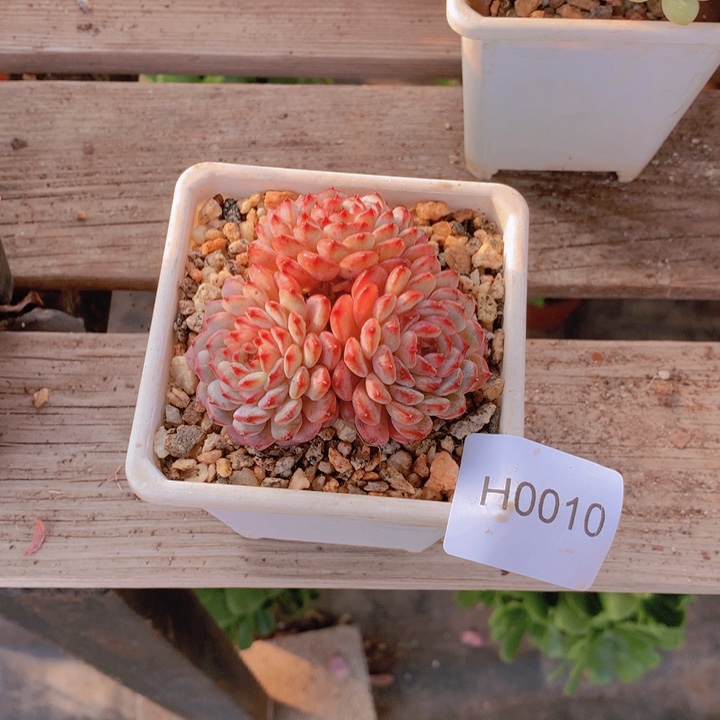 高***士闪购多肉1棵h0010带盆土