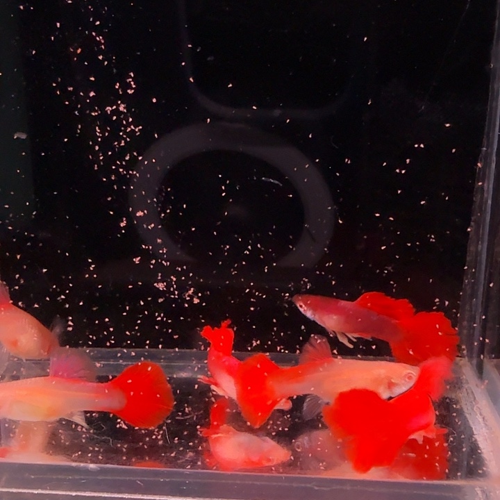 孔雀鱼半月尾折扇白子压成3对