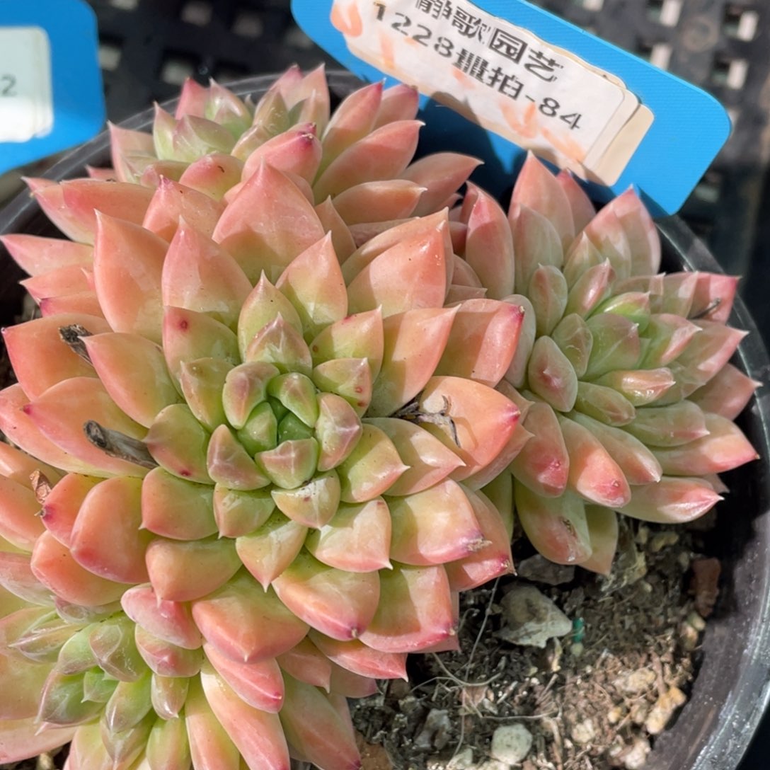 1228-84-幻影美人群生一颗