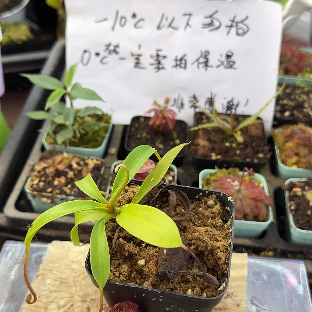 土***雷无花朵加保温材料