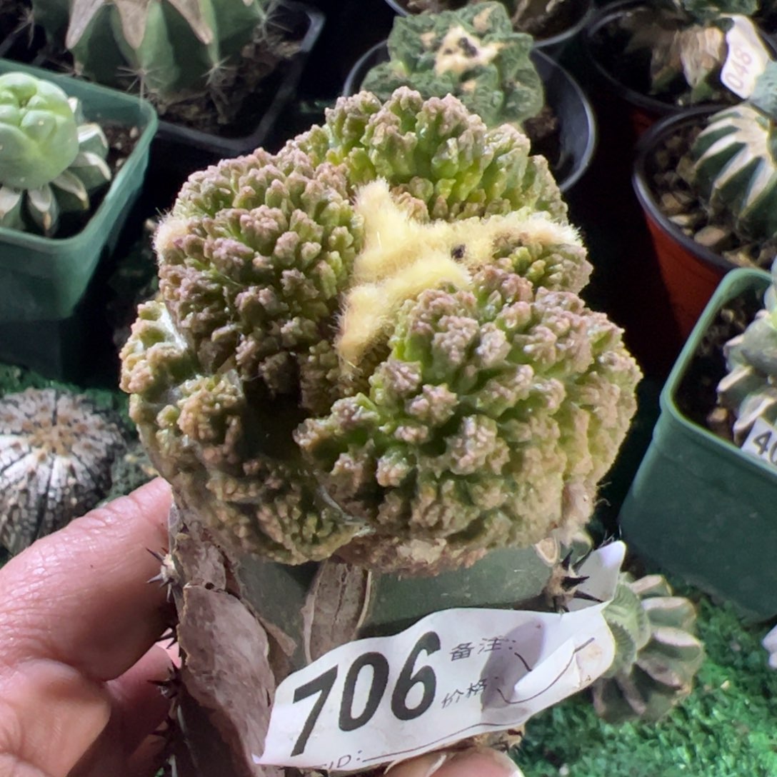 大尤哥斯拉牡丹锦706