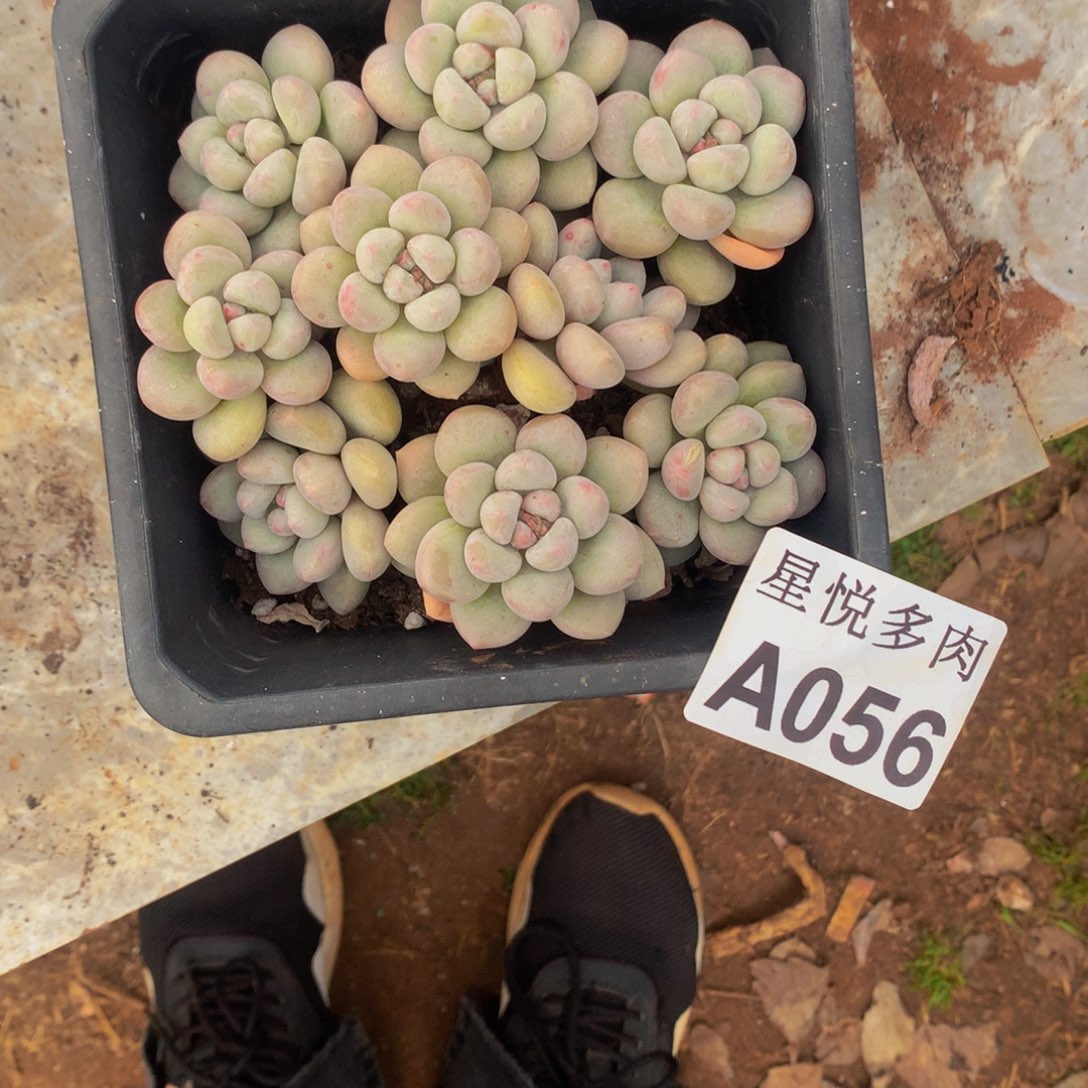?*星悦多肉   A056