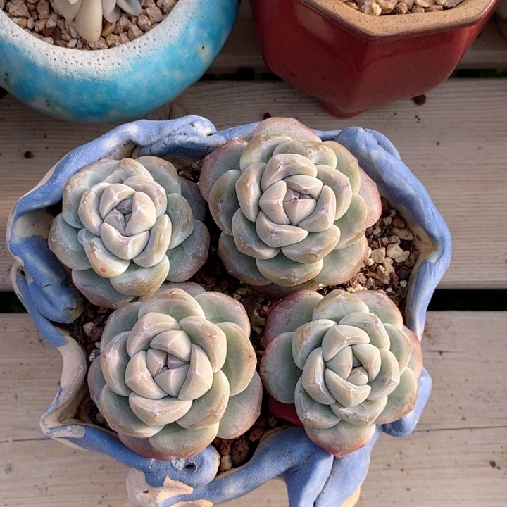 琥珀冰玉 韩货精品