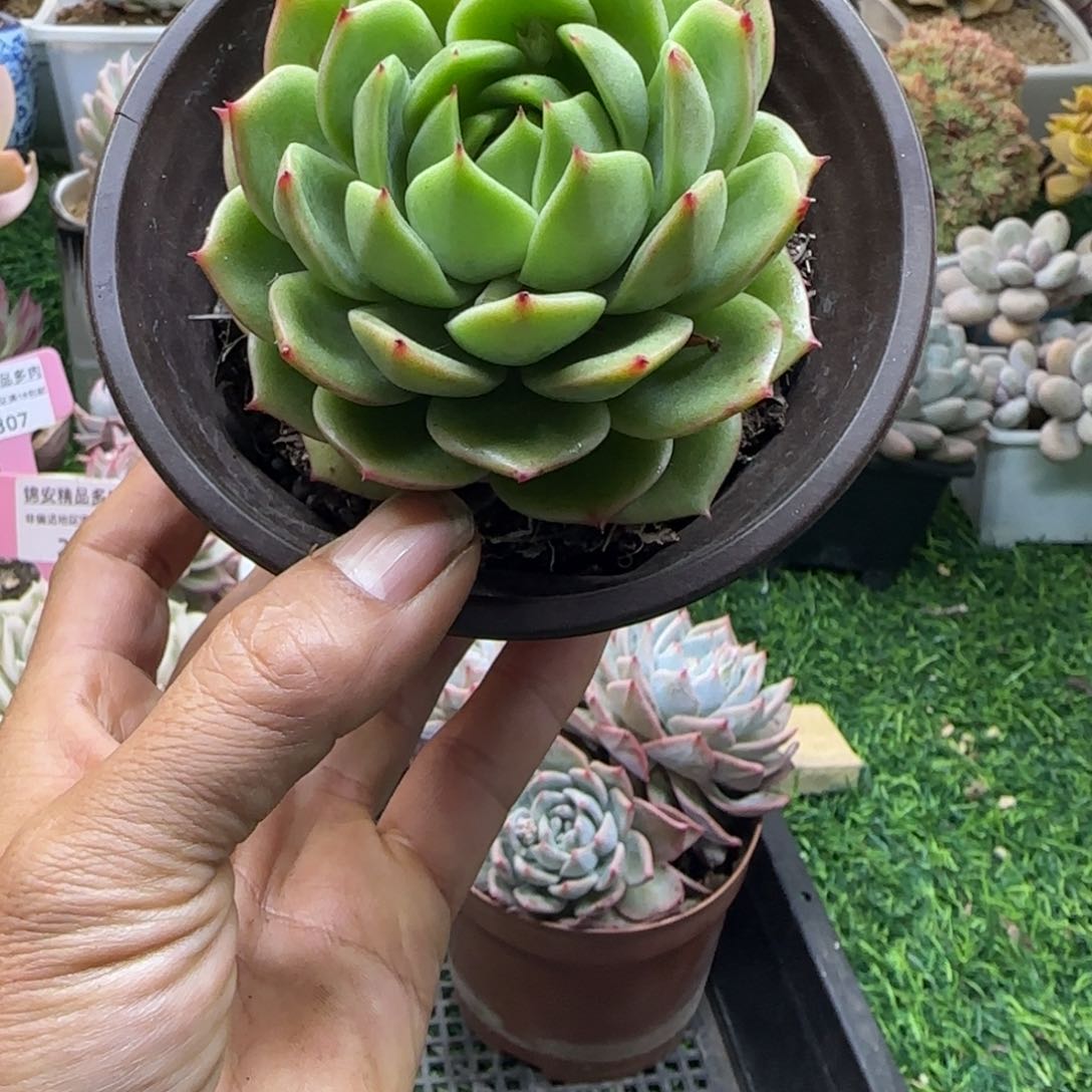 锦安精品多肉植物245