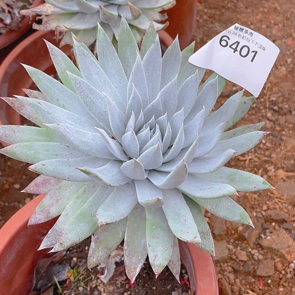 【闪购商品】苹果雪山二代