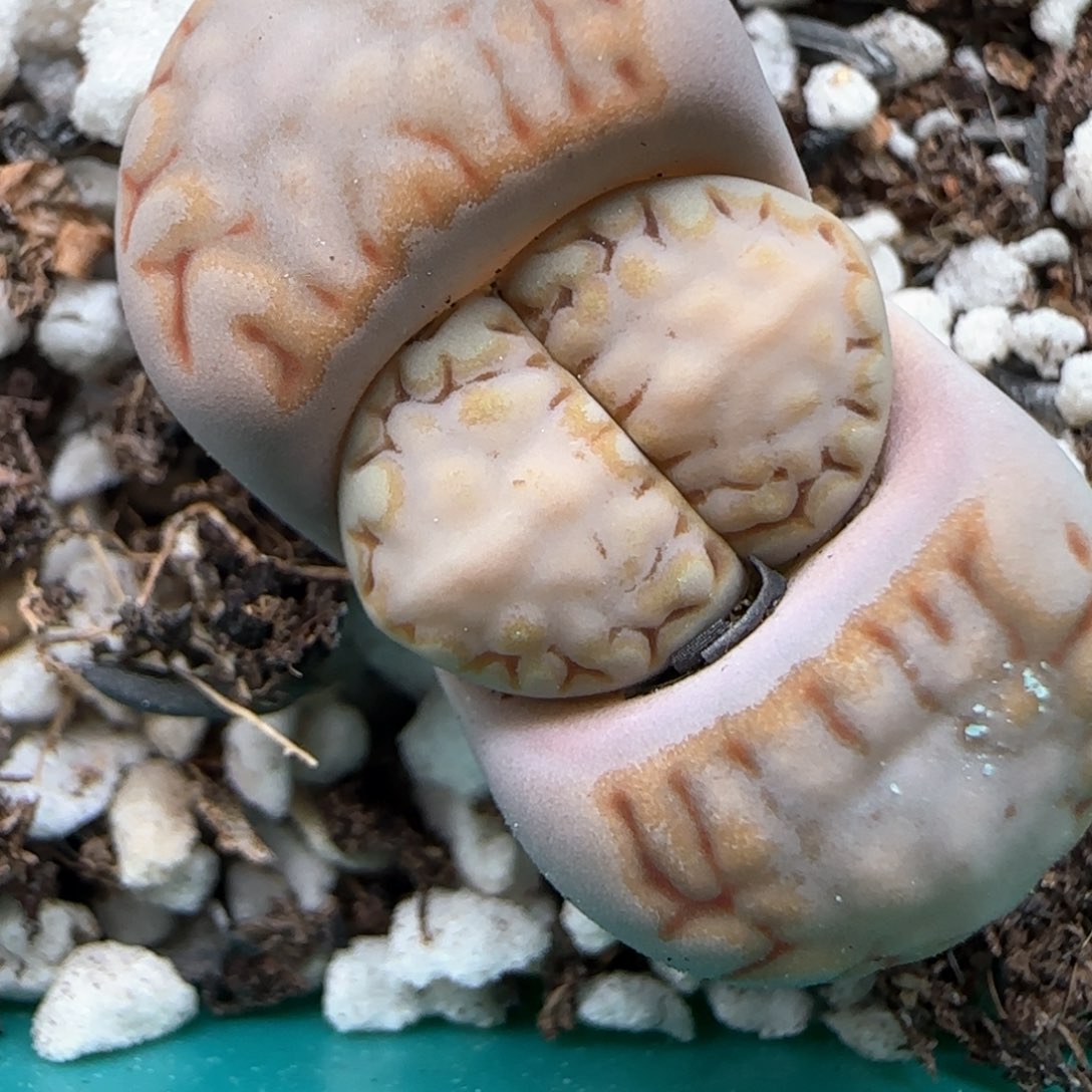 2。25。215饼干。 5003