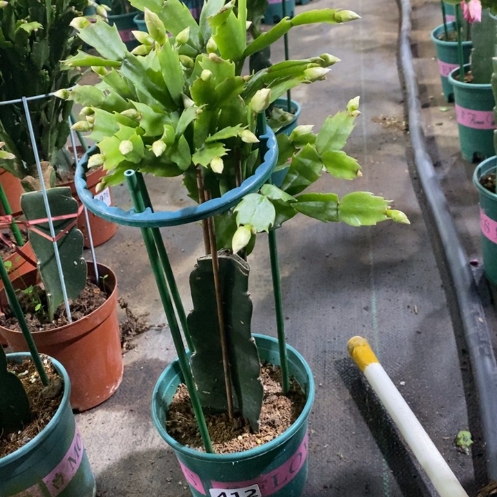 大部分花苞少量开放向*葵412黄重