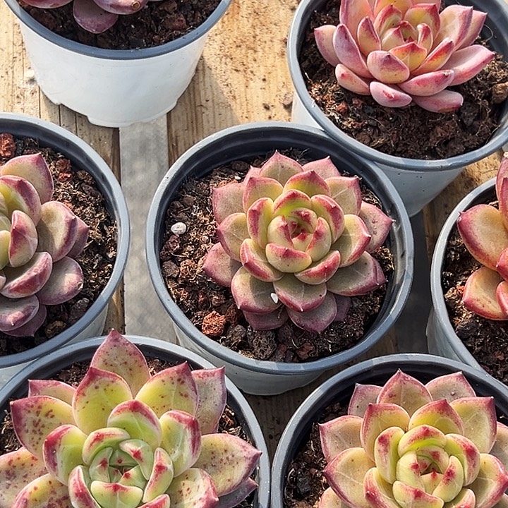      夜魔侠     福利多多