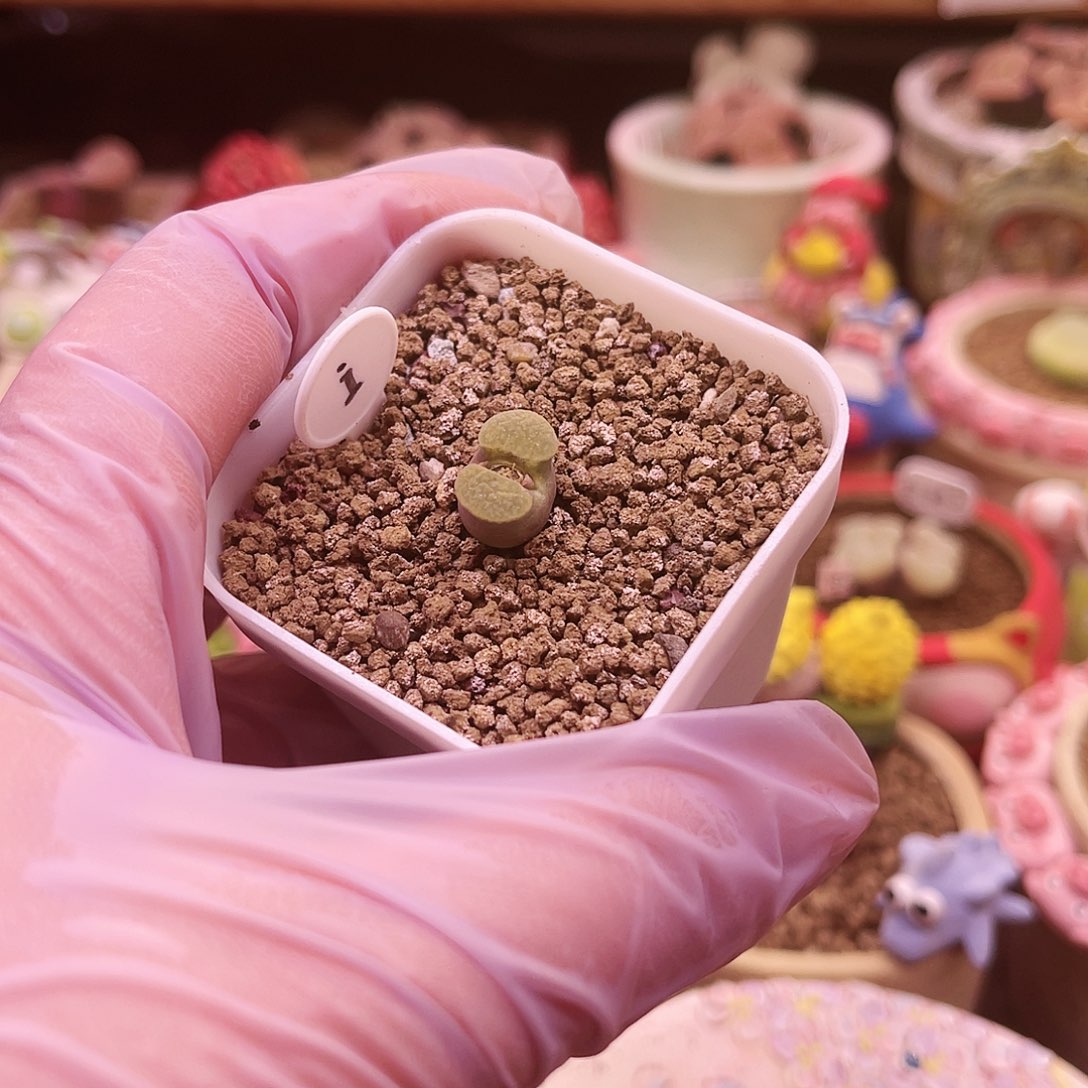 i号果冻色雪花窗banke磁铁风玲