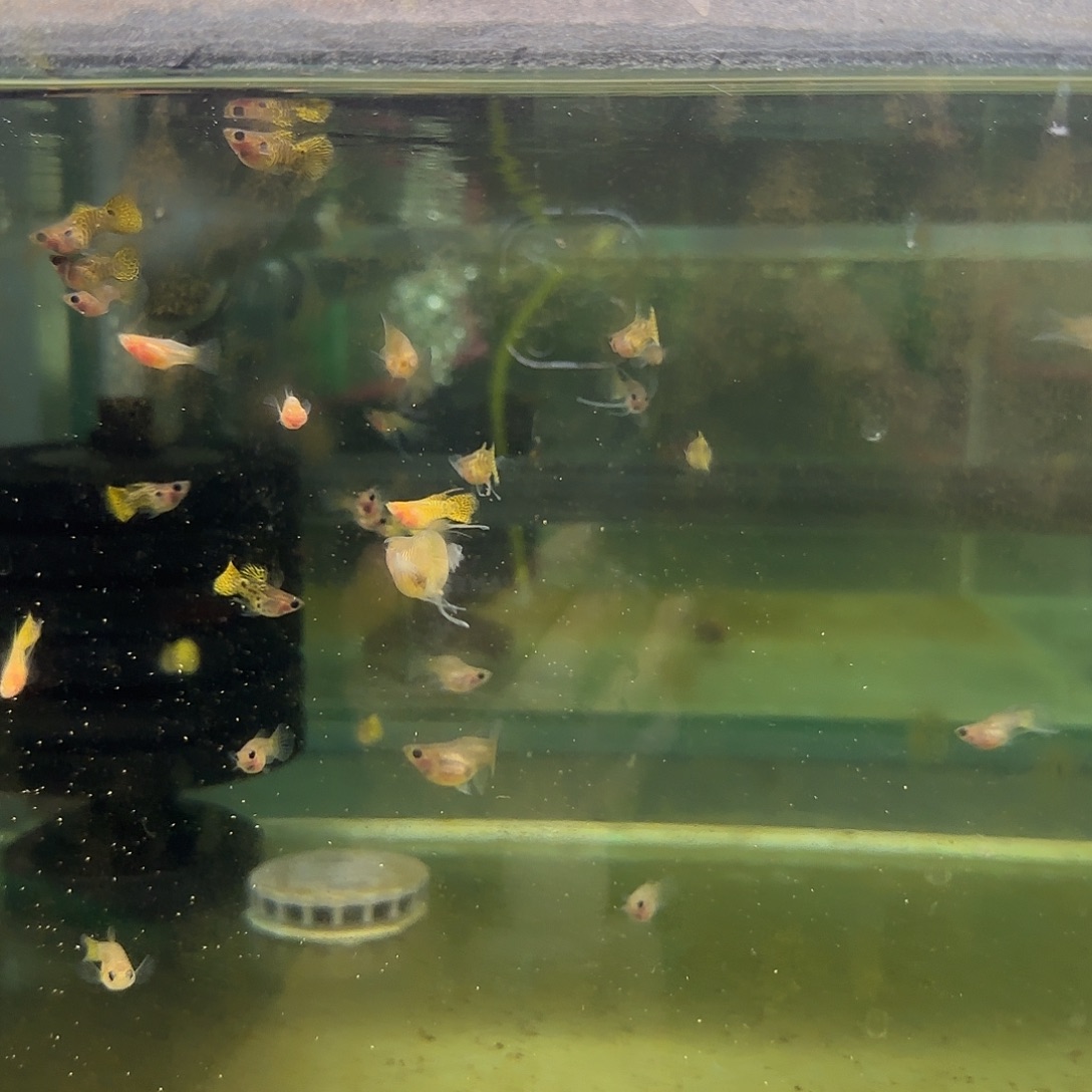 孔雀鱼黑金蕾丝玻璃猫C苗10条随机