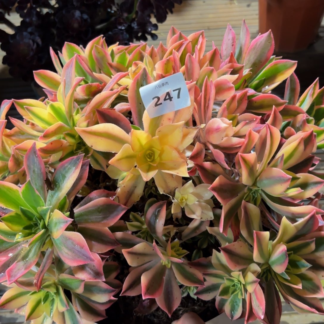 247多肉植物绿体枫叶