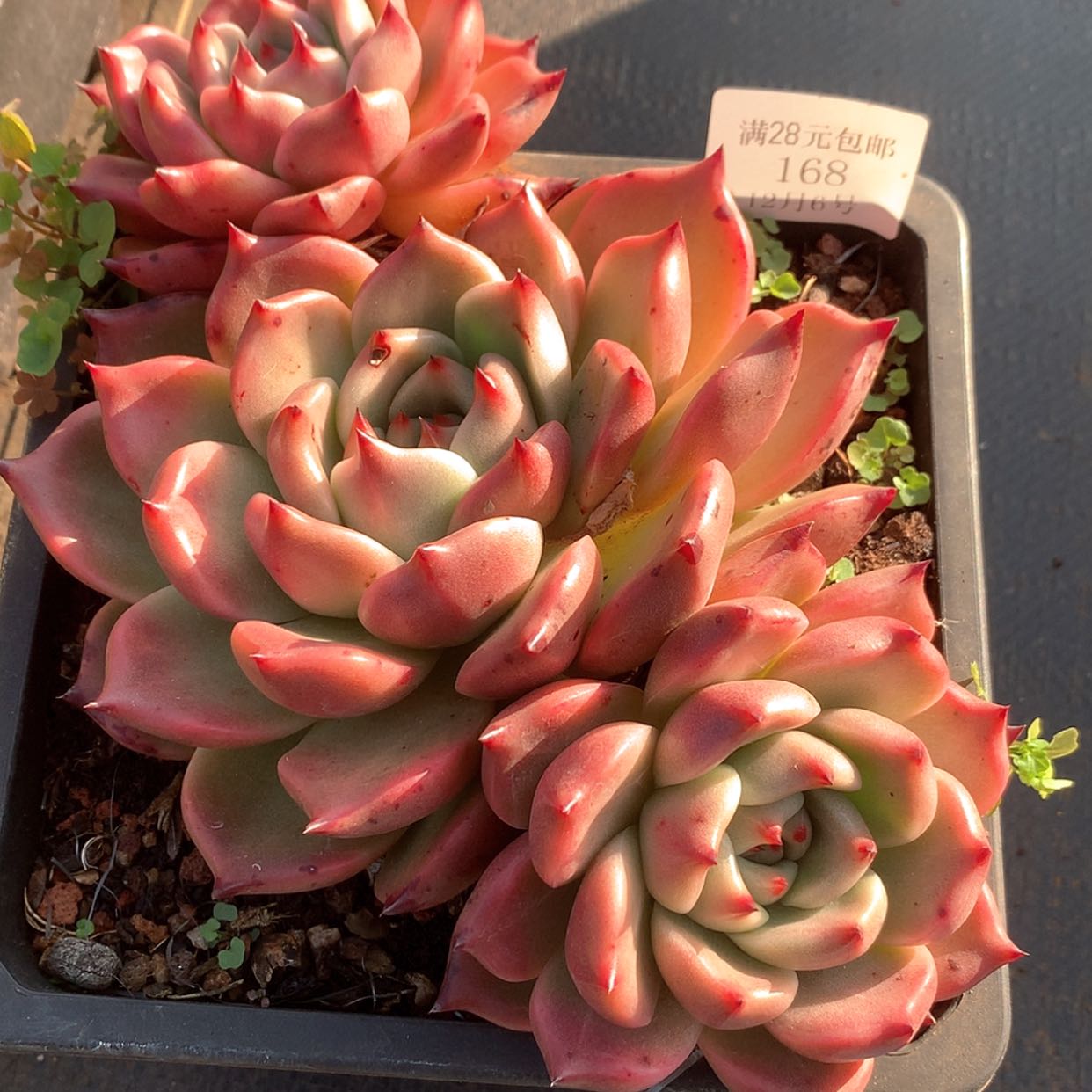 【闪购商品】云168号