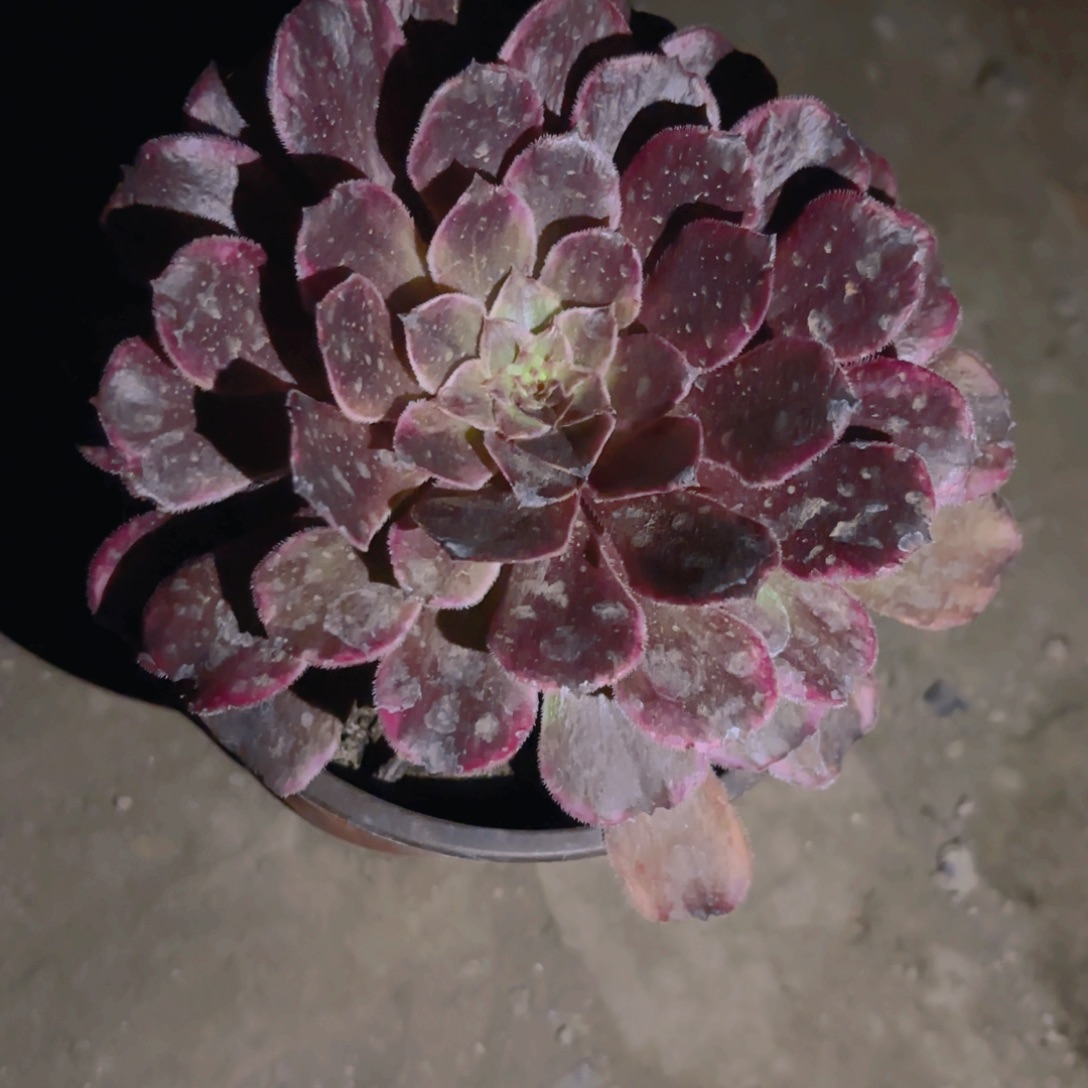 单颗法师新疆包邮新疆包邮