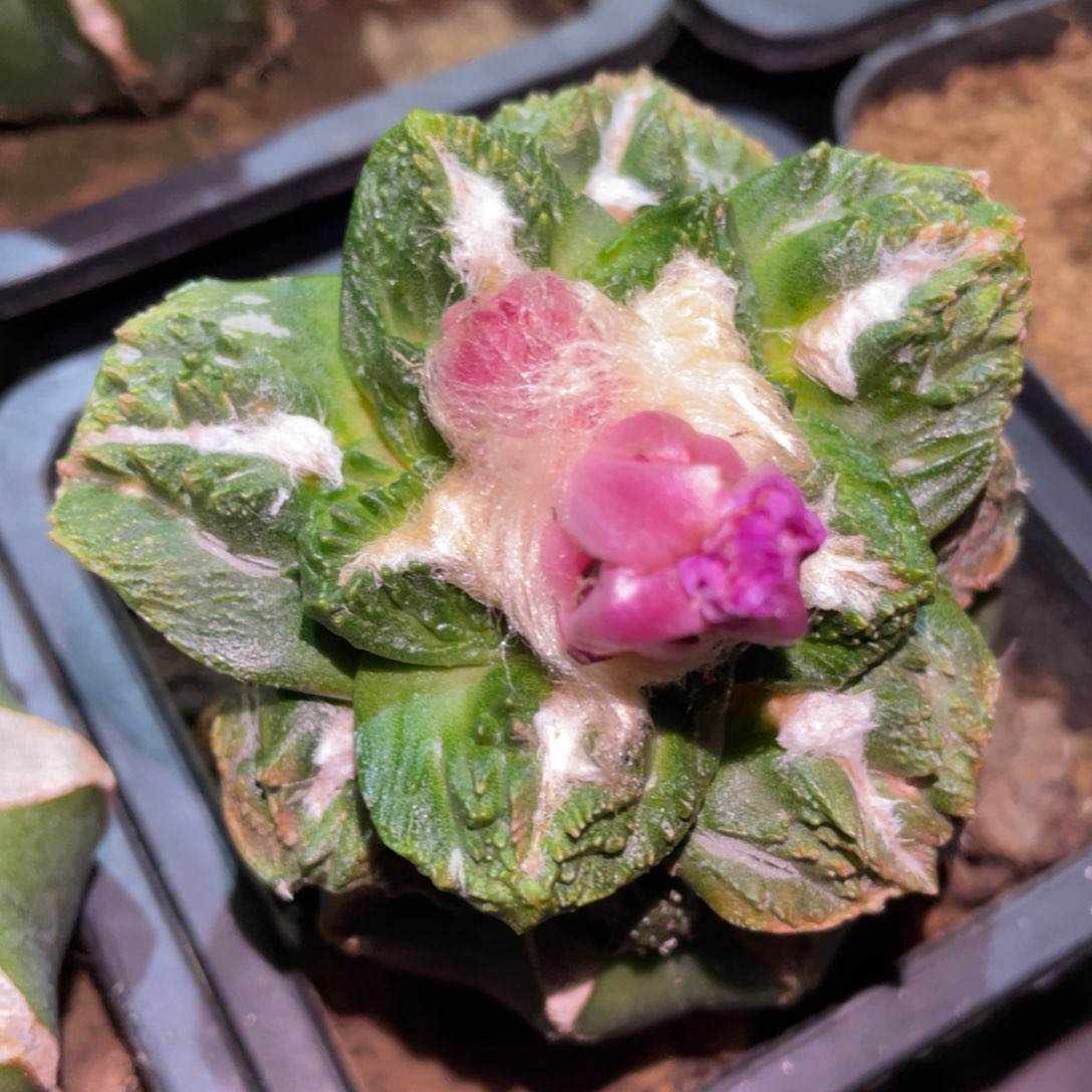 黄体龟甲怒杂 仙人球