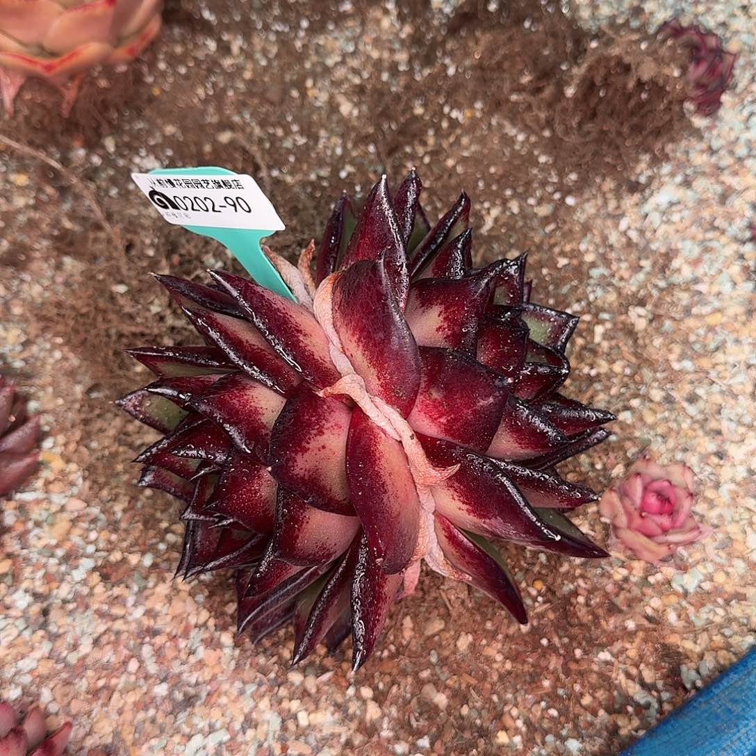 从前慢花园东云系多肉0202-90