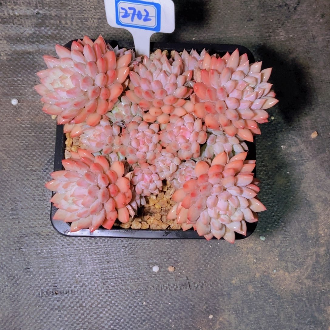 蓦***然2702明珠美人一颗