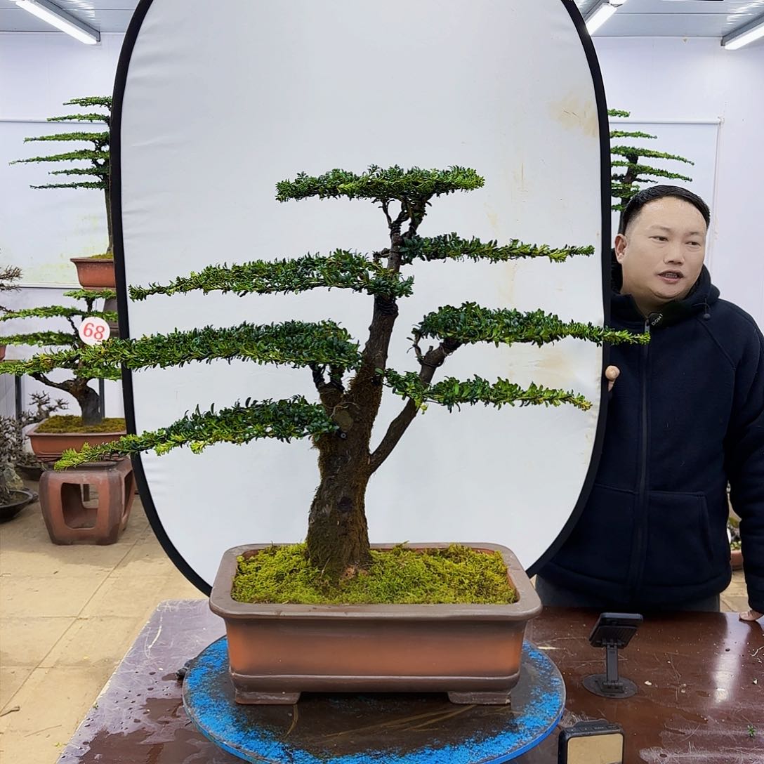 盆景欢迎大家一起来捡漏