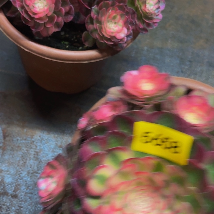 多肉植物荔枝5658个