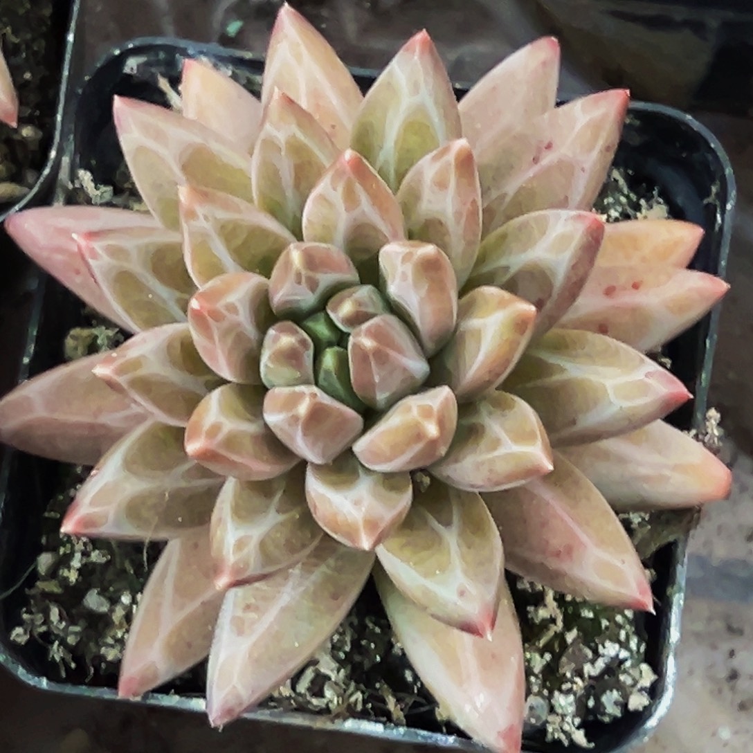 桔云多肉美人精品系列