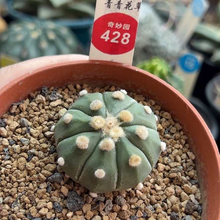实生高绒指纹兜4.1cm