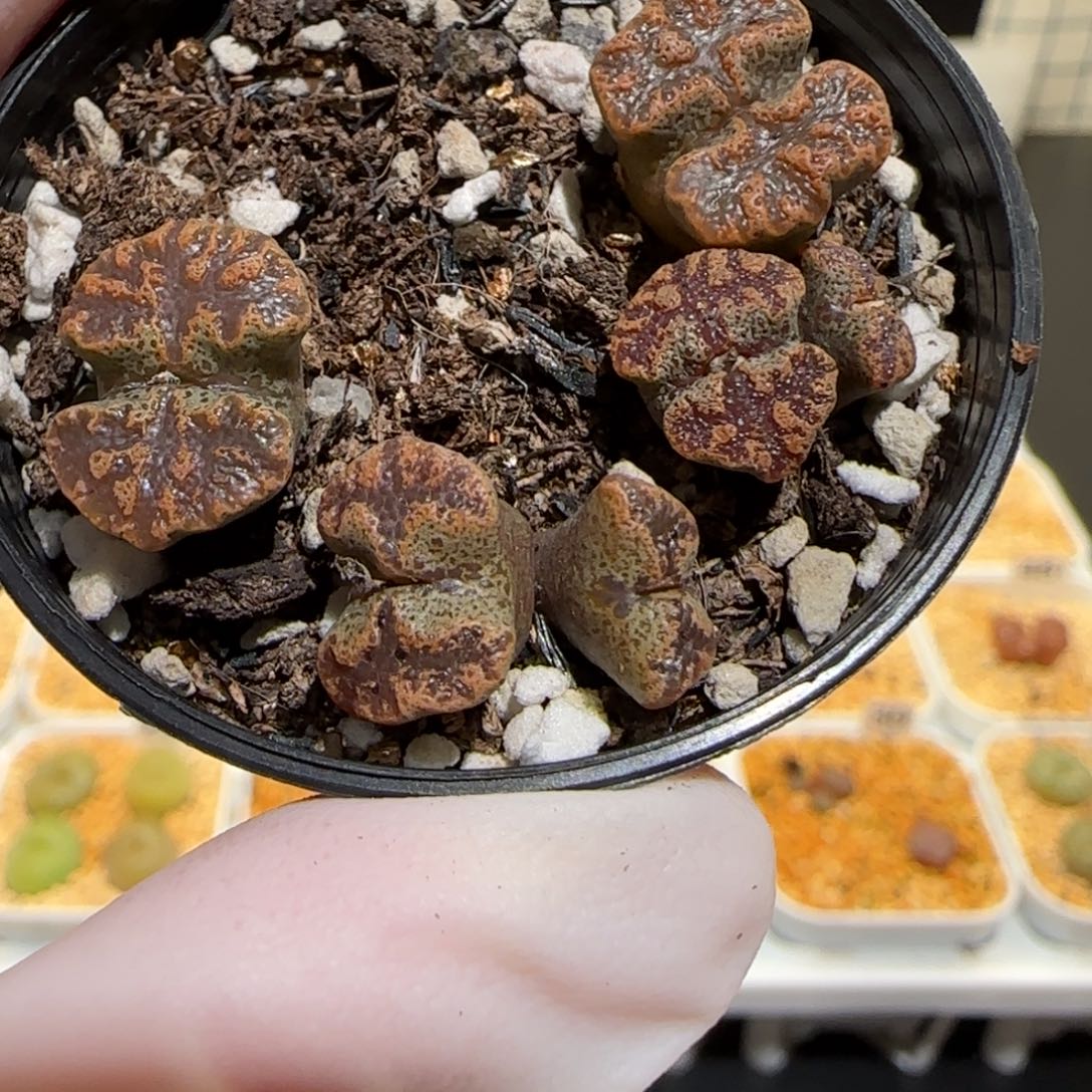 肉锥多肉植物百科30-蝴蝶一盆1059